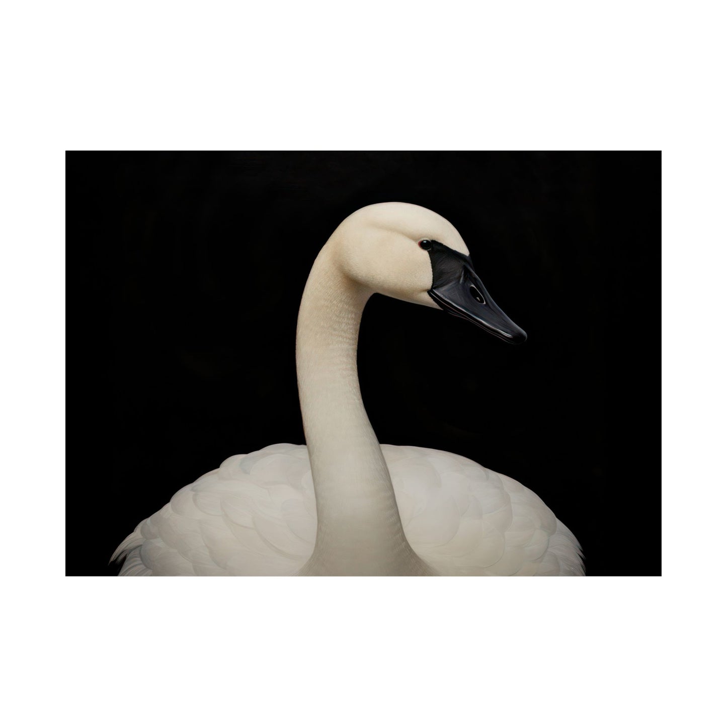 White Swan against Black Background Matte Horizontal Poster Art Print